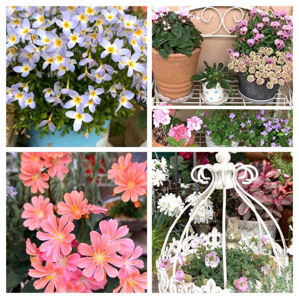 ヒナソウの投稿画像 By コキリさんちの庭 さん シレネ シェルピンクとレウィシア エリーゼとシレネ ジュエルピンクと身元園芸と冬から春の寄せ植えと渋い色合いと春のガーデニングとレウィシア大好きとこんな時こそ花をとピンク大好きと花のある暮らしと大好き