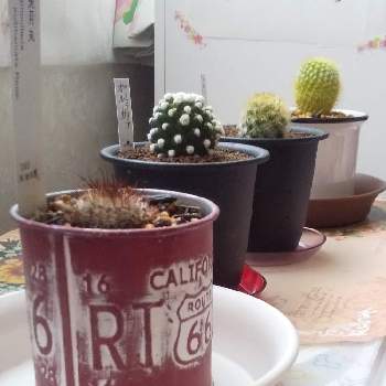 兎月丸の投稿画像一覧 Greensnap グリーンスナップ 兎月丸の投稿画像一覧 Greensnap グリーンスナップ