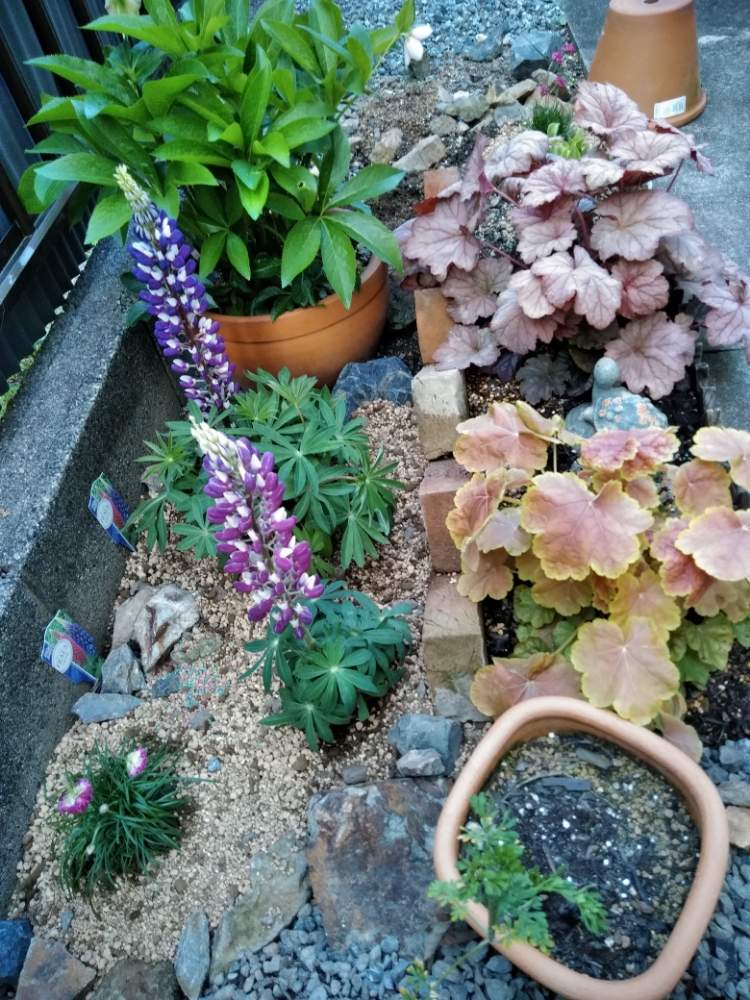 クリスマスローズの投稿画像 By そらさん ヒューケラとギボウシ ゴールデンティアラと早咲き ルピナス ヴィーナスとアルメリア ピンクボールとカラーリーフと春のガーデニングと半日陰とシェードガーデンと北側花壇とガーデン ルーと小さな庭とカラーリーフと クリスマスローズの投稿画像 By そらさん ヒューケラとギボウシ ゴールデンティアラと早咲き ルピナス ヴィーナスとアルメリア ピンクボールとカラーリーフと春のガーデニングと半日陰とシェードガーデンと北側花壇とガーデン ルーと小さな庭とカラーリーフと