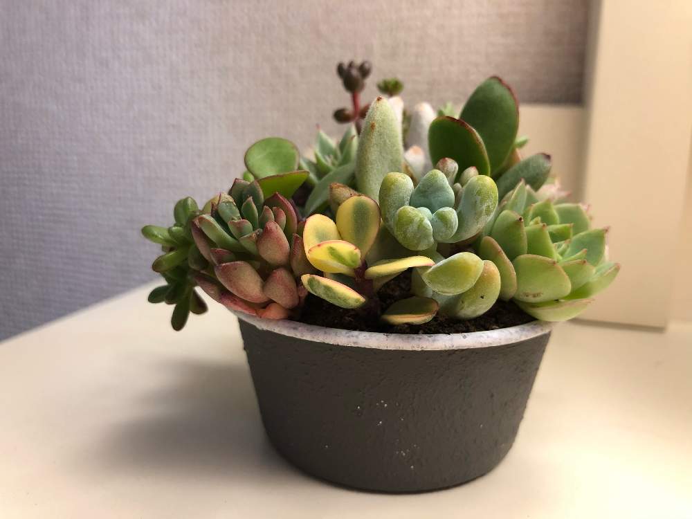 多肉植物の投稿画像 By あやかるさん 草 のある暮しとカット苗と寄せ植えと挿し木とベランダガーデンとおうち園芸とルートン 発根促進剤 と多肉寄せ植え 月4月22日 Greensnap グリーンスナップ