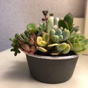 ルートン 発根促進剤 の投稿画像一覧 Greensnap グリーンスナップ