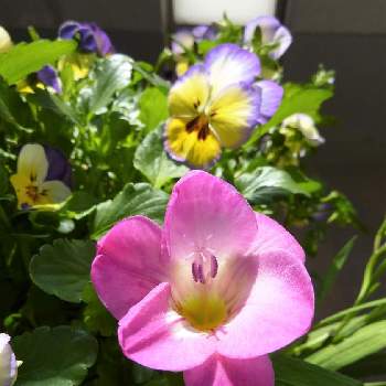 フリージアが好きの投稿画像一覧 Greensnap グリーンスナップ