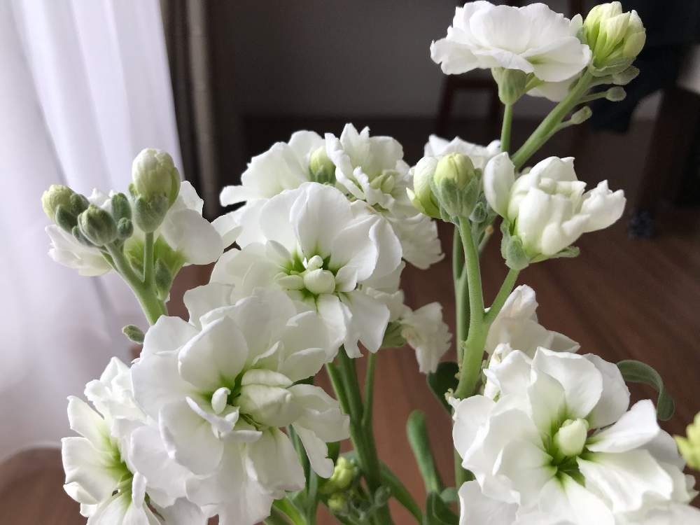 ストックの投稿画像 By Tomoさん 部屋とプレゼントとありがとうと花のある暮らしと白い花と切り花とプレゼントとありがとうと花のある暮らしと白い花と 切り花 月4月22日 Greensnap グリーンスナップ Greensnap グリーンスナップ