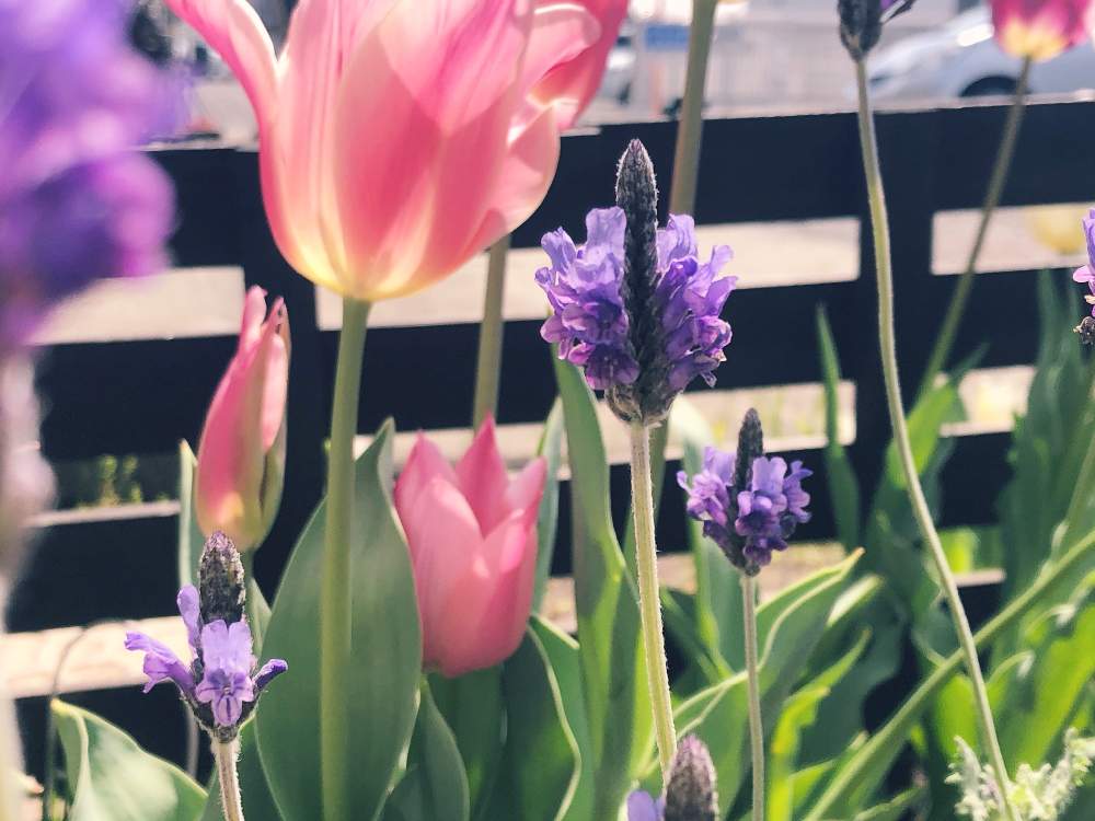 チューリップの投稿画像 By ノームさん ラベンダーと小さな庭と鉢植えと花のある暮らしと春の訪れとおうち園芸と鉢植えと花のある暮らしと春の訪れとおうち園芸 月4月22日 Greensnap グリーンスナップ Greensnap グリーンスナップ