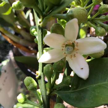 土佐文旦 パールカンの投稿画像一覧 Greensnap グリーンスナップ