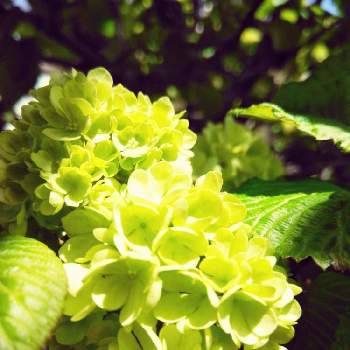 大手毬（オオデマリ)の画像 by かこちゃんさん | 小さな庭と大手毬（オオデマリ)と春ですね♡と可愛いお花とおうち園芸と白いお花と色が変わりますと素敵ですねと花のある暮らし