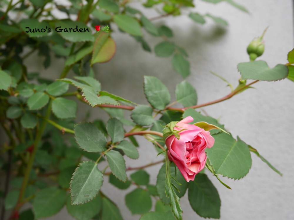 バラの投稿画像 By Junoさん バラ ウィリアムモーリスと薔薇愛同盟とデビッドオースチンと春のガーデニングと私のこだわりバラとno Green No Lifeとおうち園芸とイングリッシュ ローズとウィリアムモリスと花のある暮らしとバラ ミニバラと中輪とstay Homeとstay