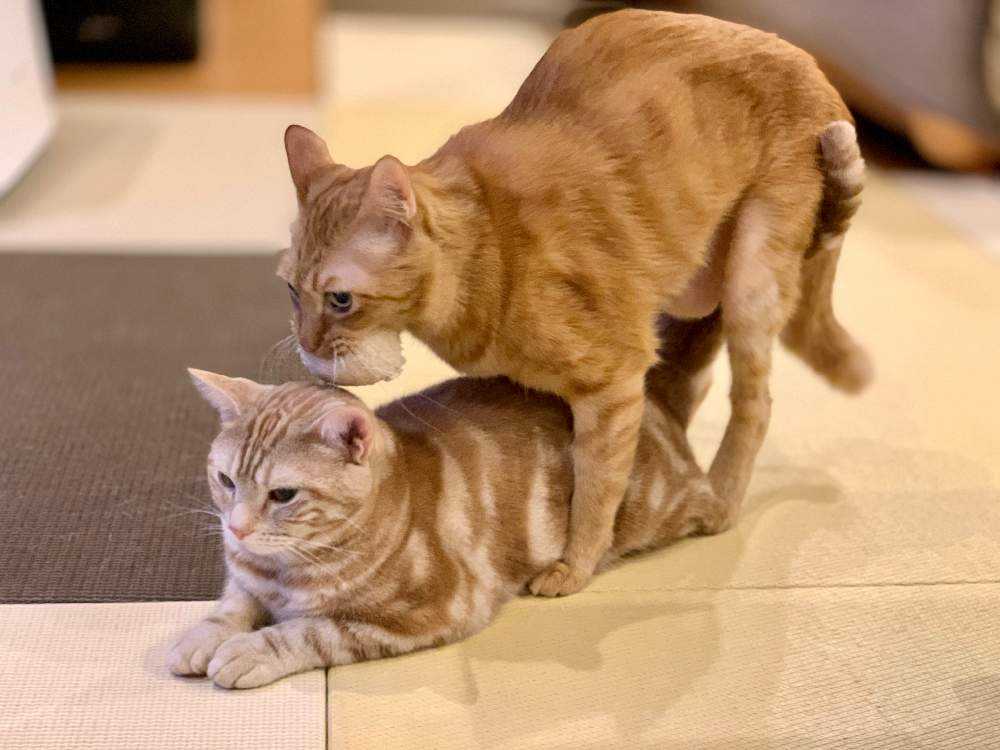 再入荷はありません サフィニアトラねこ　✨(ΦωΦ)✨ backend=imagemagick;version=1;
