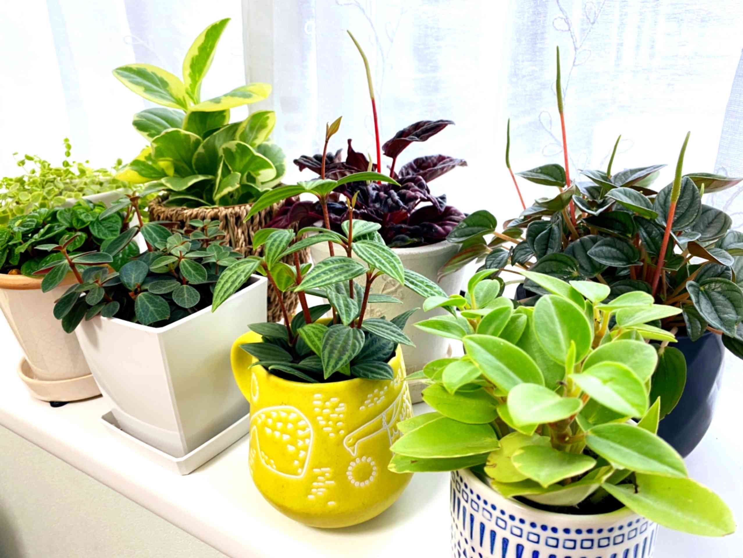 私のペペロミアコレクション｜🍀GreenSnap（グリーンスナップ）