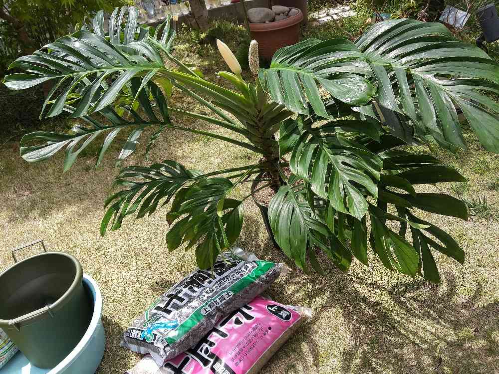 モンステラジェイドウィングの一覧|🍀GreenSnap(グリーン モンステラジェイドウィングの一覧|🍀GreenSnap(グリーン