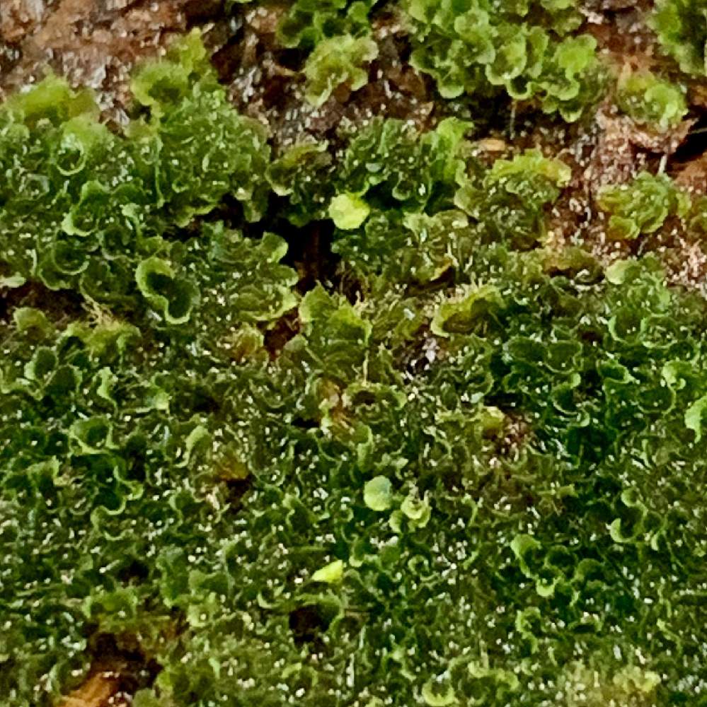 誕生日プレゼント ビカクシダGinka前葉体,胞子体 植物/観葉植物