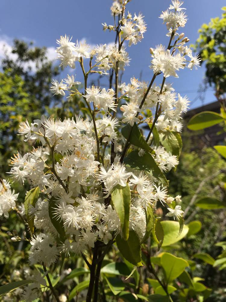 常緑小高木の投稿画像 By 旅人kskさん 花のある暮らしと白い花とスマホ撮りとハイノキ科 月4月22日 Greensnap グリーンスナップ