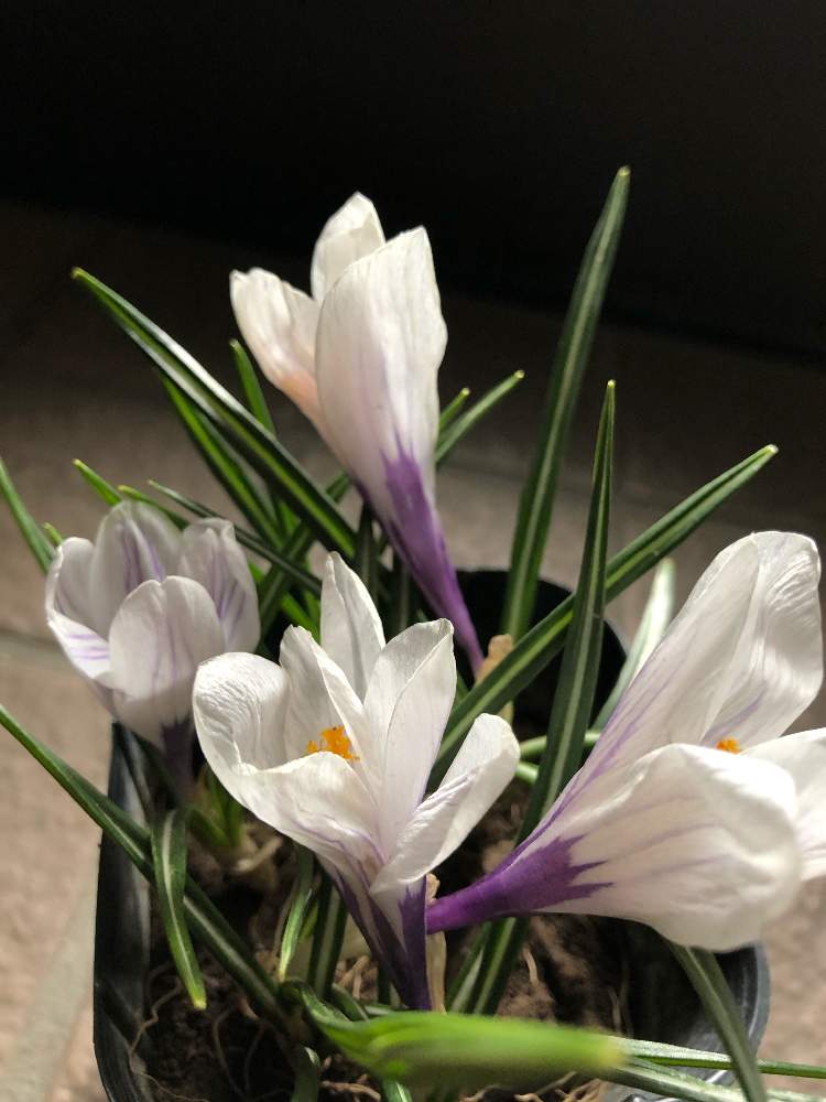 クロッカスの投稿画像 By Rosa Sさん おうち園芸と北海道でも越冬しますと花のある暮らしと白い花と北海道と球根植物 月4月22日 Greensnap グリーンスナップ