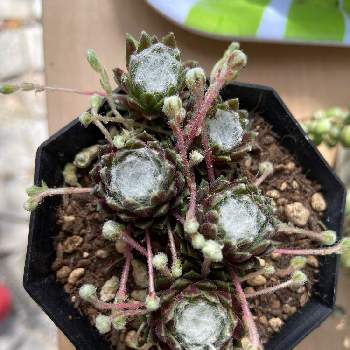 モケモケ系の投稿画像一覧 Greensnap グリーンスナップ