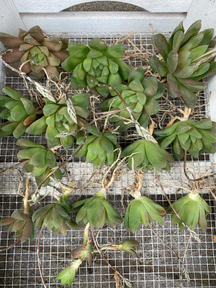 放置し過ぎたハオルチア😩｜🍀GreenSnap（グリーンスナップ）