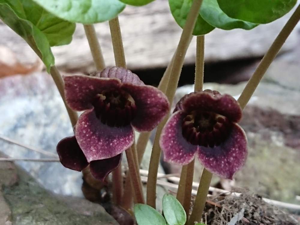 ウスバサイシンの投稿画像 By Lovelinさん 小さな庭と中仙道と奈良井川と橋戸沢と芽吹きの春と小さな春みっけ と花 のある暮らしと中仙道と奈良井川と橋戸沢と芽吹きの春と小さな春みっけ と花のある暮らし 月4月22日 Greensnap グリーンスナップ