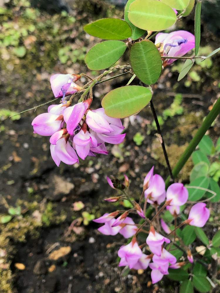 四季咲き雲南萩の投稿画像 By アイナツさん 花のある暮らしとおうち園芸 月4月22日 Greensnap グリーンスナップ