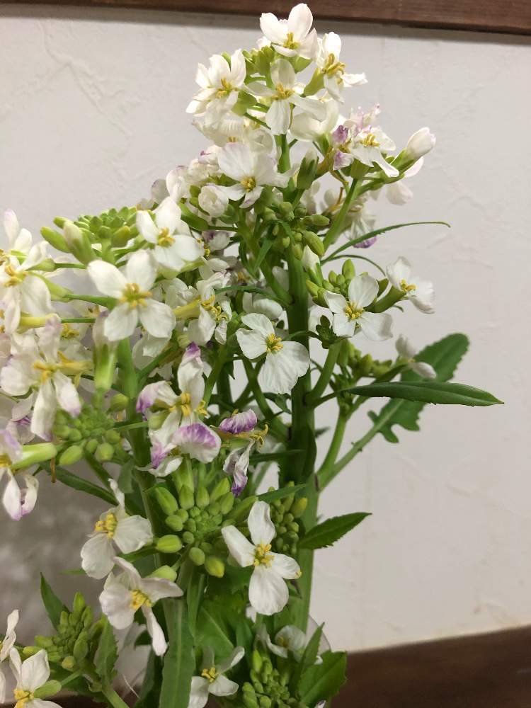 青首大根の花の投稿画像 By チャコさん 野菜の花と花びら4枚 月4月22日 Greensnap グリーンスナップ