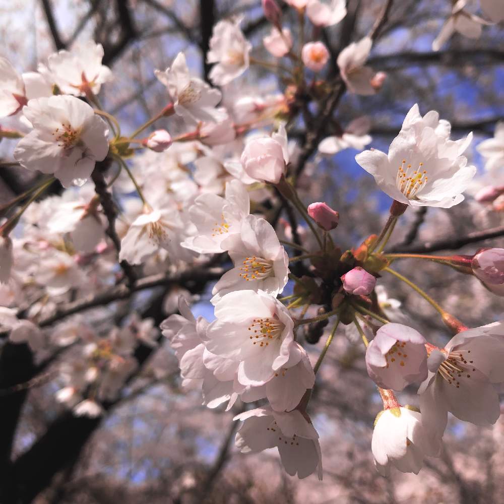 サクラの投稿画像 By さやさん ピンクの花とさくらと桜フォトコン 月4月22日 Greensnap グリーンスナップ