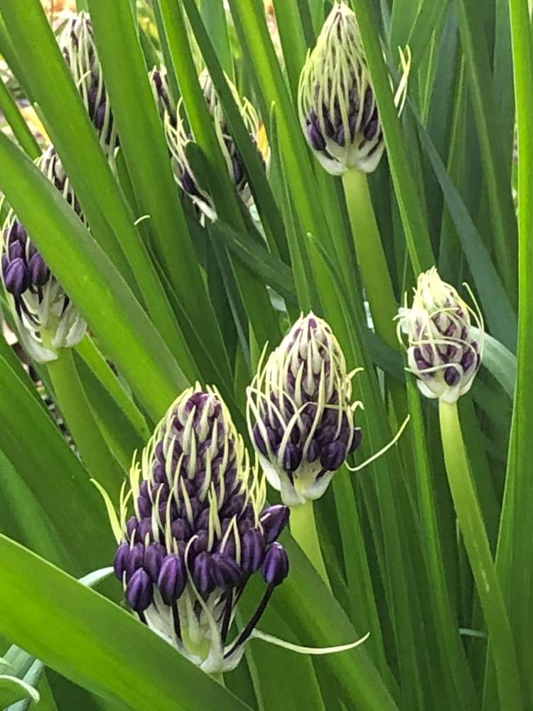 シラーの投稿画像 By 和さん シラーペルビアナとシラー と 秋植え球根 フォトコンテストと紫色の花とつぼみとシラー ペルビアナの花と球根植物ともう少し 月4月22日 Greensnap グリーンスナップ