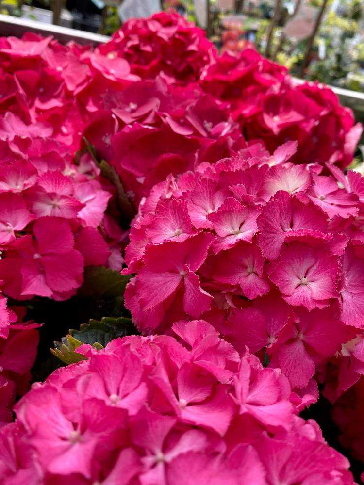 年 店頭に並んだ紫陽花の記録 Greensnap グリーンスナップ