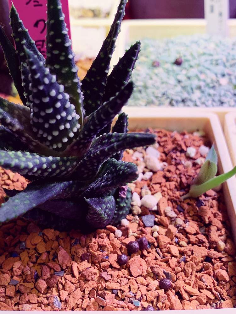 アガベの投稿画像 By スジニクさん 冬の星座とハオルチア属とハオルシア属 とアガベ属と冬の星座 月4月22日 Greensnap グリーンスナップ