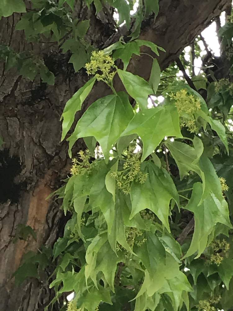 プラタナスの葉の投稿画像 By うじきんときさん 月4月22日 Greensnap グリーンスナップ