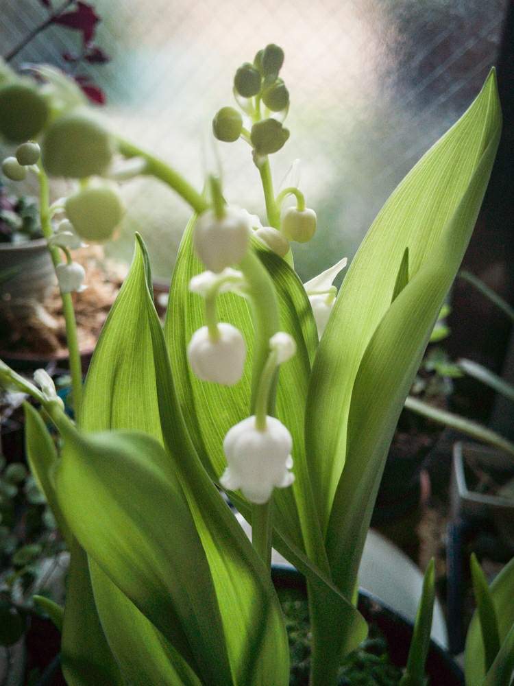 スズランの投稿画像 By Otoさん 花のランプと部屋と白い花と春の空気の流れとお花のランプとおうち園芸と白い花と春の空気の流れとお花のランプとおうち園芸 月4月22日 Greensnap グリーンスナップ Greensnap グリーンスナップ