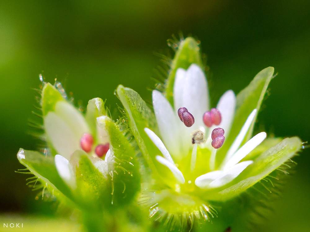 ハコベなどナデシコ科の小さな花たち Greensnap グリーンスナップ