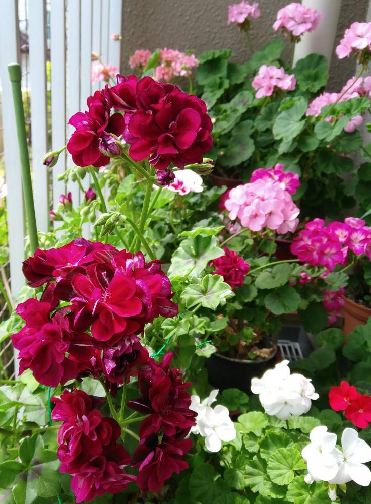 ゼラニウムの投稿画像 By まりの庭さん アイビーゼラニウム トミー 月4月22日 Greensnap グリーンスナップ