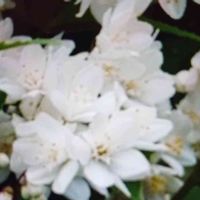 ヒメウツギの画像