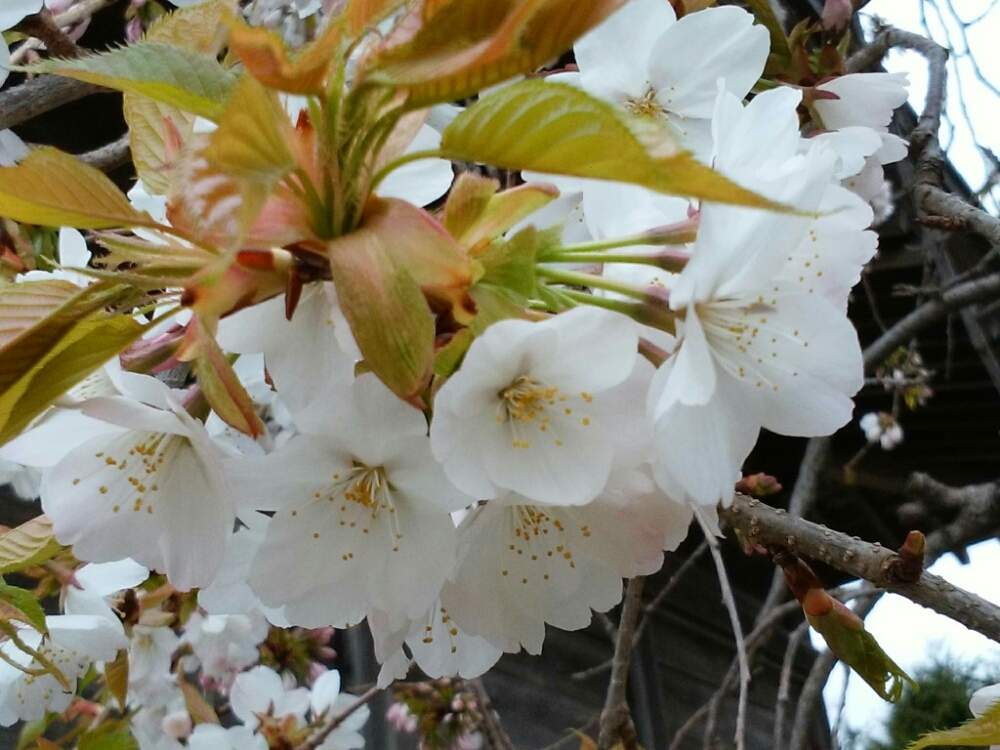 サクラの投稿画像 By Moonさん 白い花と実家の庭と春に咲く花と今年の桜 月4月22日 Greensnap グリーンスナップ