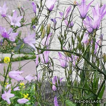 薄紫色の花♡の画像 by リリーさん | お出かけ先と癒やされるとカンパニュラの花と優しい花と薄紫色の花♡と爽やかと花のある暮らしと素敵!