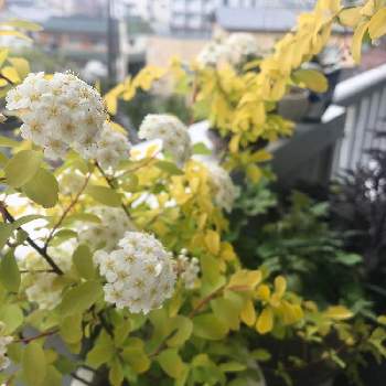 ig→hitorururuの画像 by hittonさん | シモツケホワイトゴールドと2020春のガーデニングとベランダガーデニングとおうち園芸と植物のあり過ぎる暮らしと植量過多と花のある暮らしとig→hitorururu