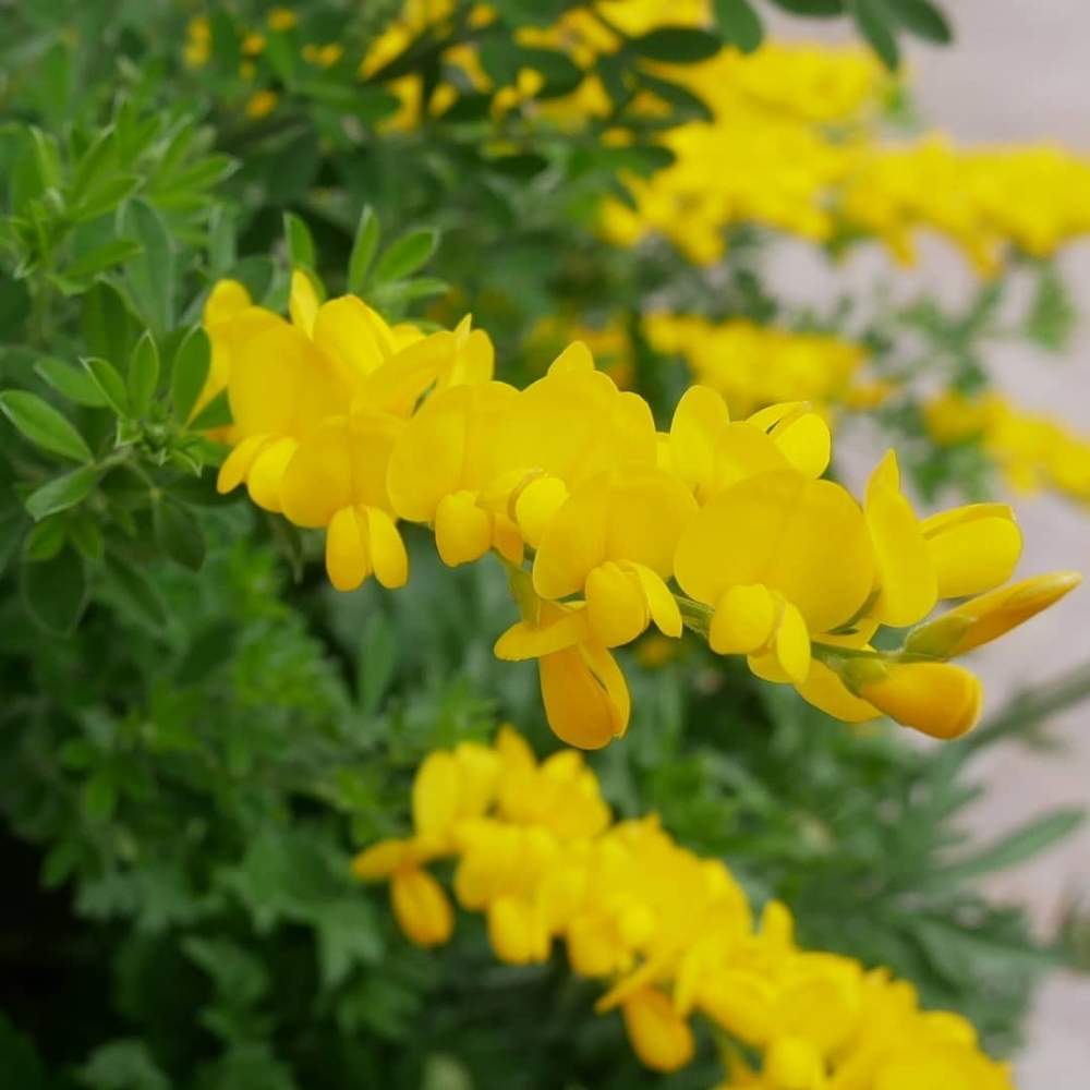 エニシダの投稿画像 By 花の首飾りさん 庭の花と寄せ植えと可愛い花とgs映えとおうち園芸と黄色い花と おうち園芸 フォトコンテストと黄色の花と 春のガーデニングとガーデンリンクと春らしい色と花のある暮らしとかわいいとおうちですごそう 月4月23日