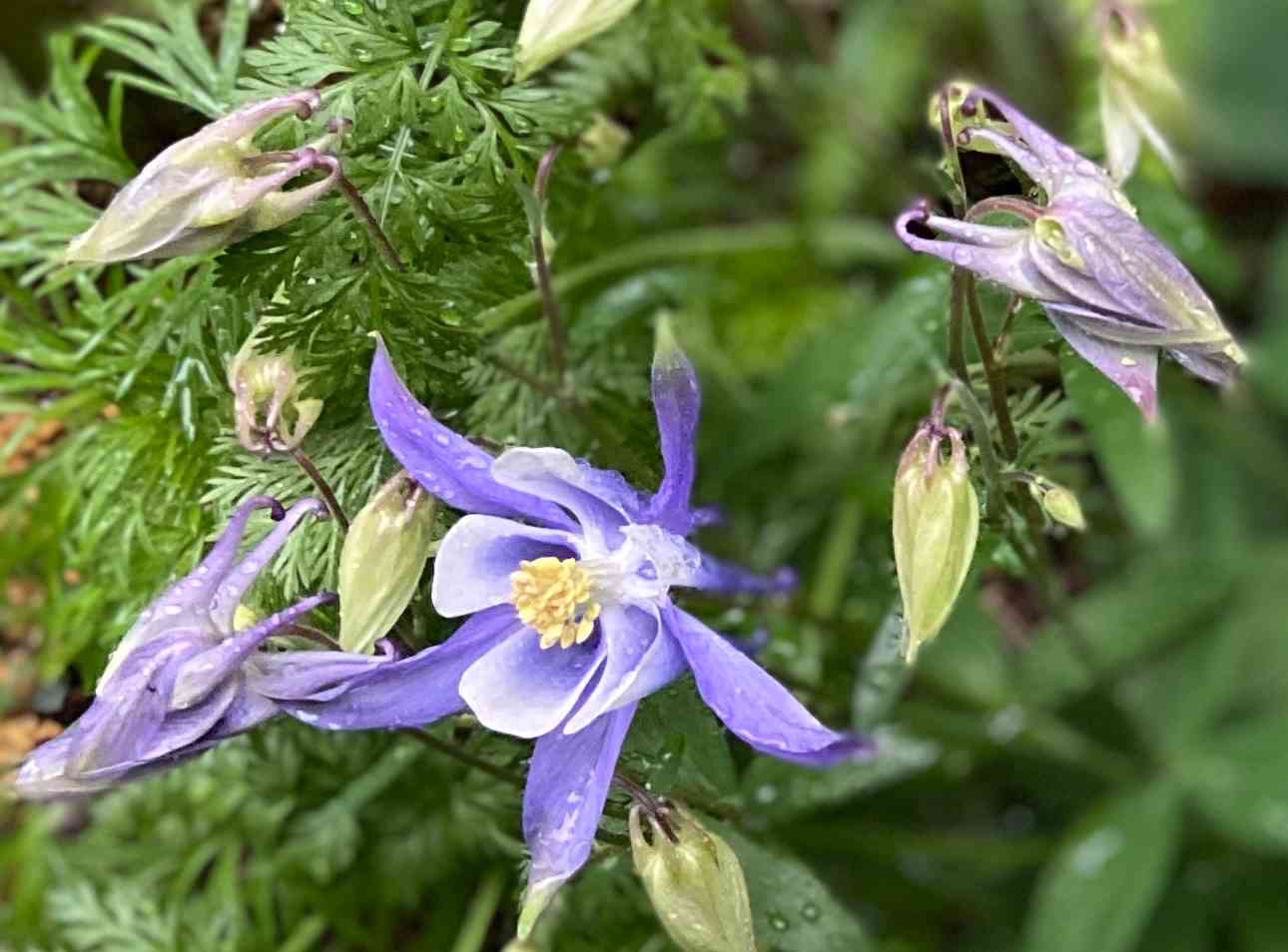 令和２年４月 小さな庭の宿根草と小花｜🍀GreenSnap（グリーンスナップ）