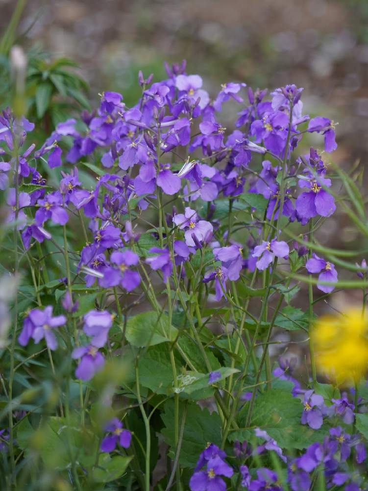 花大根 はなだいこん 諸葛菜 しょかっさい 紫花菜 むらさきはなな 大紫羅欄花 おおあらせいとう の投稿画像 By さささん 月4月23日 Greensnap グリーンスナップ