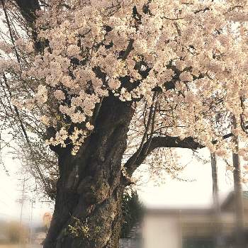 立派な桜の幹 の投稿画像一覧 Greensnap グリーンスナップ