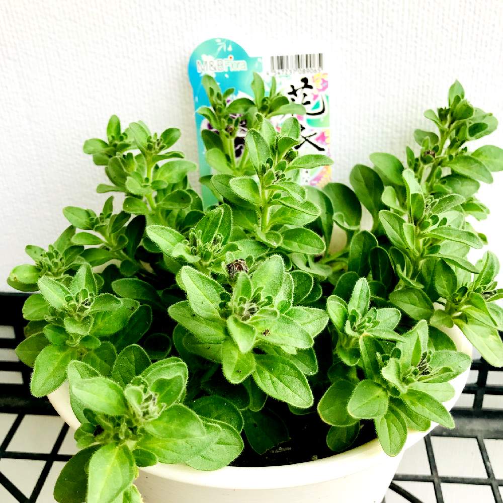 ペチュニアの投稿画像 By さきざるさん ペチュニア 花衣藍染と好きじゃんねと早起き族とおうち園芸と花衣 とペチュニア とペチュニア とまだまだ初心者と小さな庭と好きじゃんねと早起き族とおうち園芸と花衣 とペチュニア とペチュニア とまだまだ初心者 月