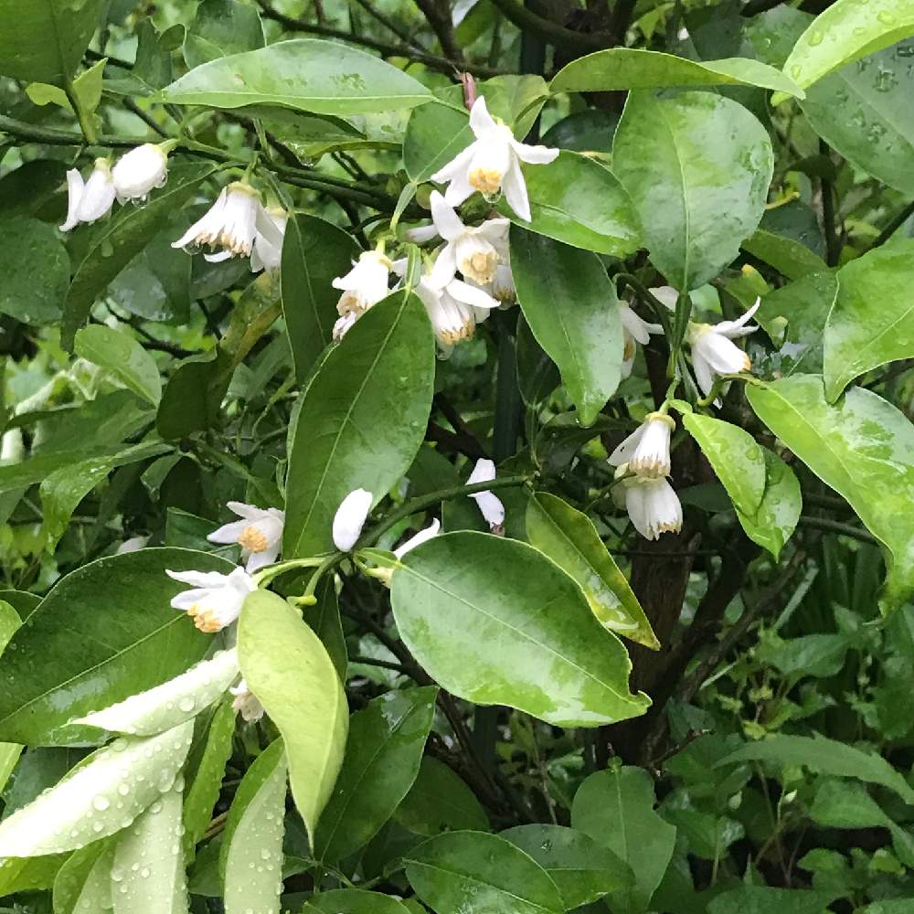 みかんの花の投稿画像 By Okavangoさん 紀州みかんとお出かけ先と春 大和路と白 しろ ホワイトとあなたとなら 大和路と春 萌ゆと春 大和路と白 しろ ホワイトとあなたとなら 大和路と春 萌ゆ 月4月23日 Greensnap グリーンスナップ Greensnap