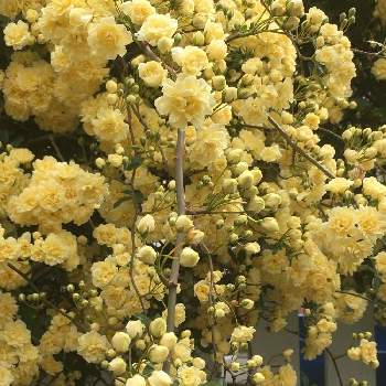 薄黄色の花の投稿画像一覧 Greensnap グリーンスナップ