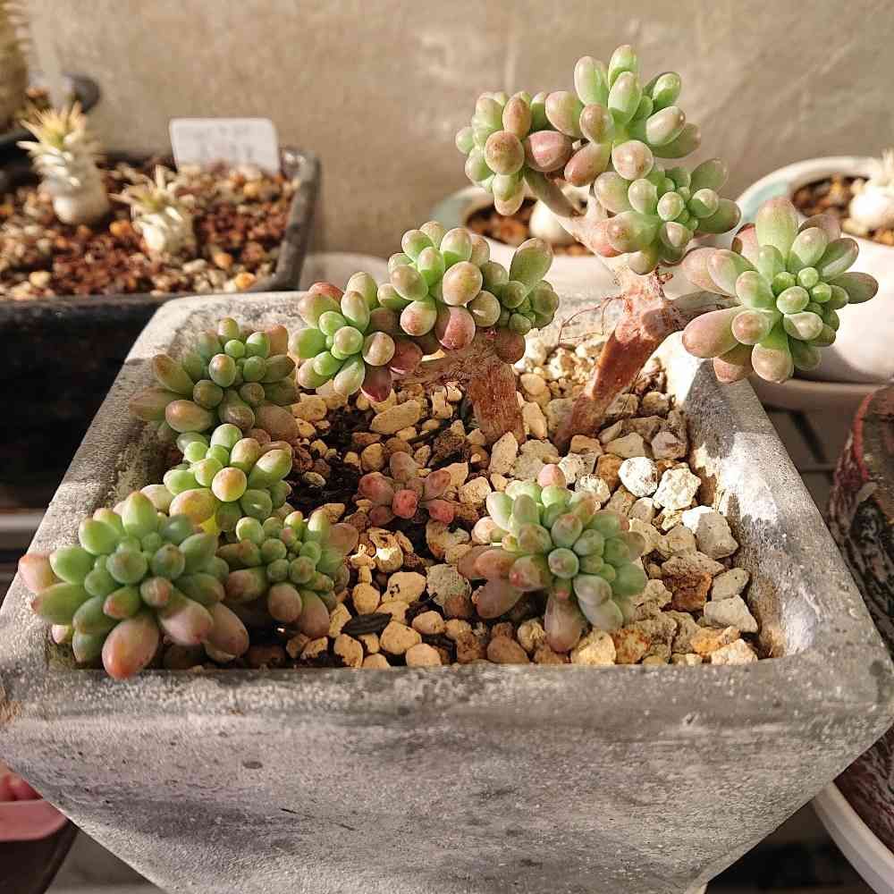 339.多肉植物＊乙女心【カット苗】 （クラッスラ 上がる ロゲルシー 
