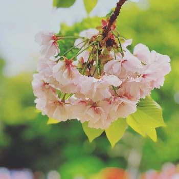 一葉の画像 by そあさん | お出かけ先と一葉と過去picとGS映えとGS日和とスマホ写真と花のある暮らしと神奈川の風景とiPhone撮影