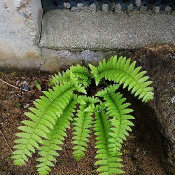 ジュウモンジシダの投稿画像一覧 Greensnap グリーンスナップ ジュウモンジシダの投稿画像一覧 Greensnap グリーンスナップ