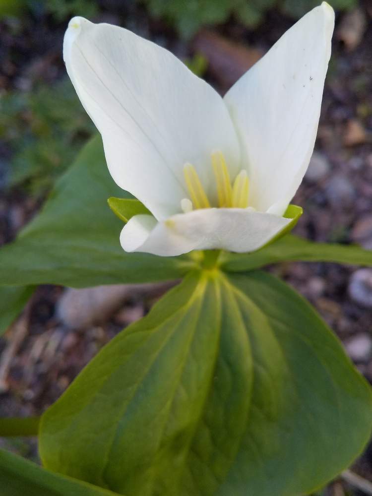 オオバナノエンレイソウの投稿画像 By Kikiさん 山野草と毎年咲いてくれる花と3年目と田舎の花と多年草と今年も咲いたと花のある暮らしと白い花 と地植えと咲いた とオオバナノエンレイソウ 月4月23日 Greensnap グリーンスナップ