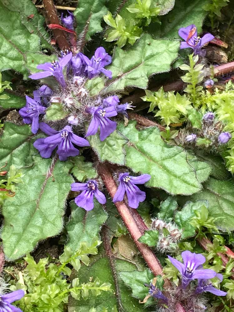 キランソウの投稿画像 By デコさん 花のある暮らしと野の花と紫色の花と野の花好き 2020月4月23日 Greensnap グリーンスナップ