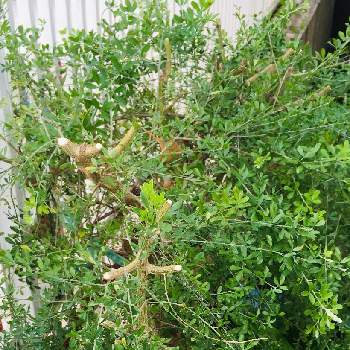 どないしよ の投稿画像一覧 Greensnap グリーンスナップ