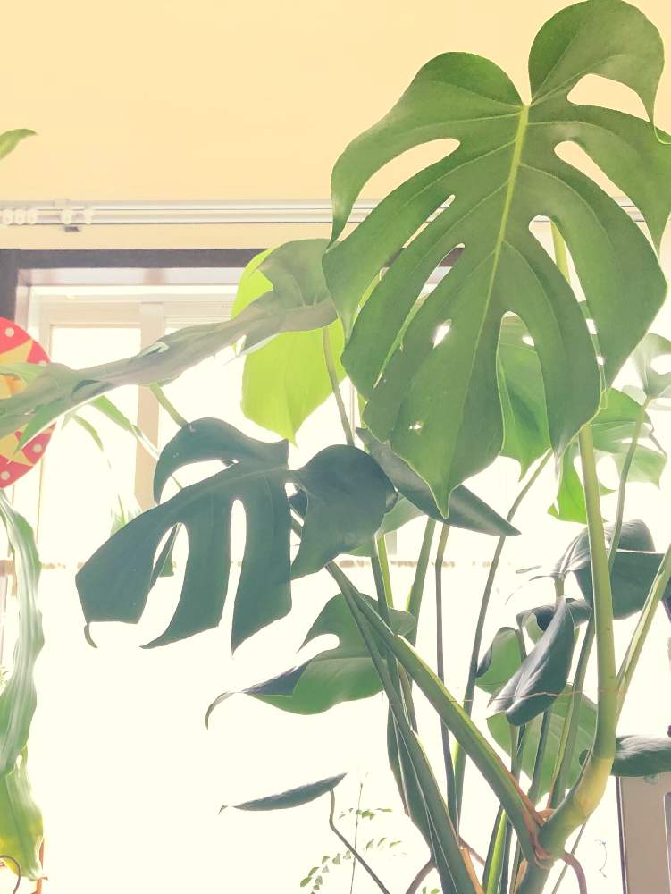 モンステラの投稿画像 By うさ吉さん 観葉植物とワサワサと巨大化 月4月23日 Greensnap グリーンスナップ