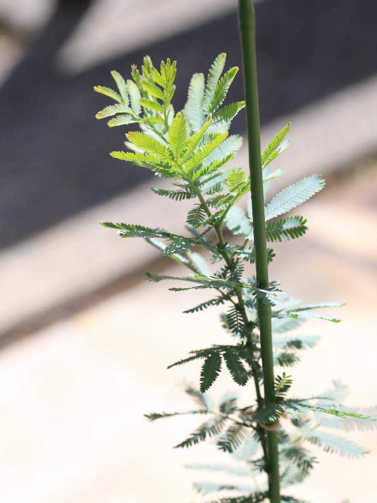 4 23 今日のミモザ Greensnap グリーンスナップ