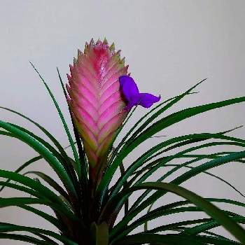 ハナアナナスの投稿画像一覧 Greensnap グリーンスナップ